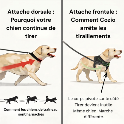 Harnais pour chien anti-traction